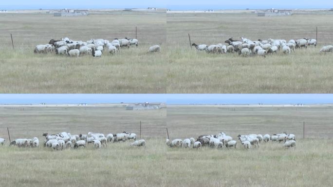 航拍青海湖边牧羊群
