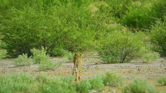 南非猎豹(Acinonyx jubatus jubatus)在非洲坦桑尼亚中部喀拉哈里国家公园寻找猎