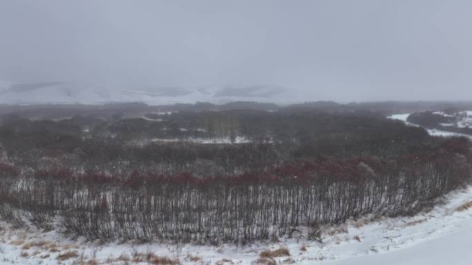 倒春寒风雪交加红柳雪花飘落