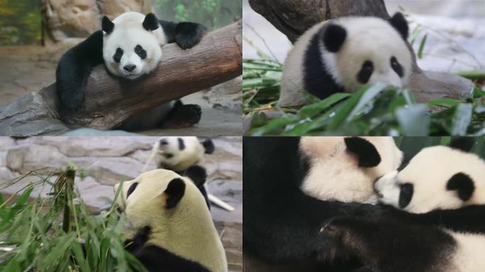大熊猫家族