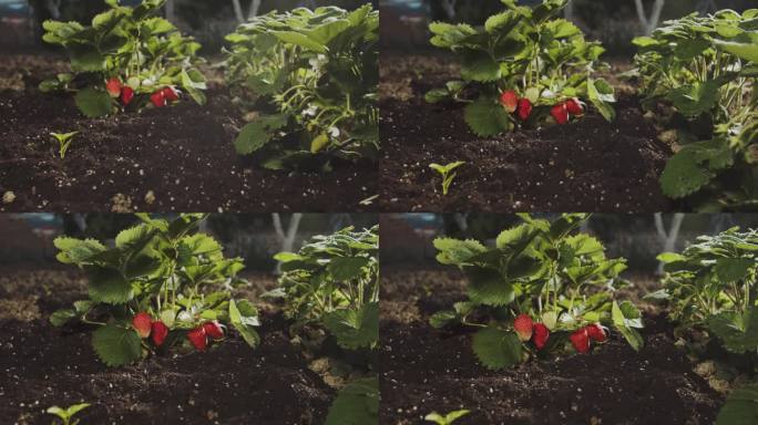种植自制有机生态草莓。家庭花园里的一丛带浆果的草莓。贝瑞美味。美食博客。家庭园艺。镜头移到草莓丛。特