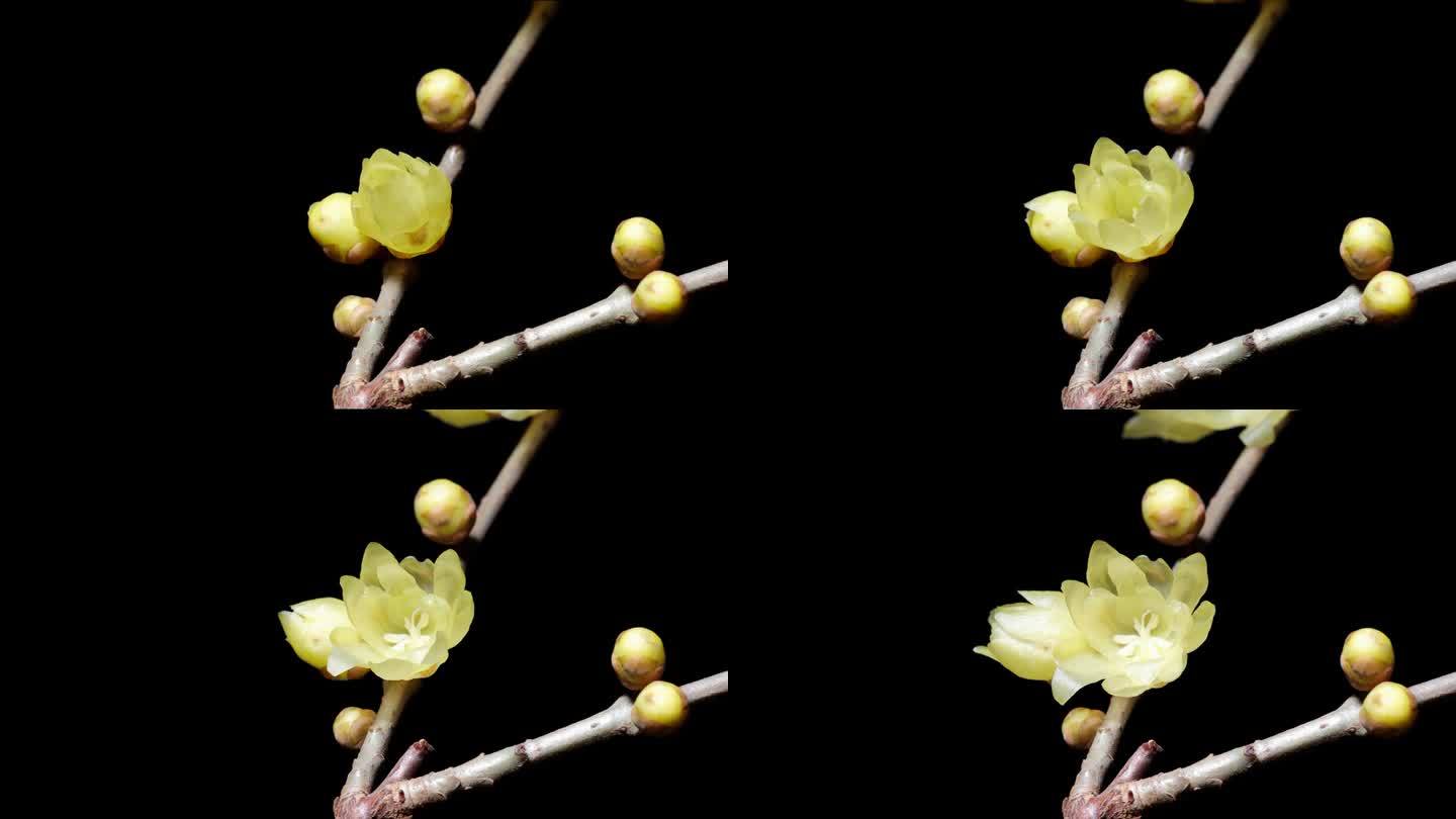 4k延时镜头盛开的黄色金钟花从芽到完全开花孤立在黑色背景，美丽的腊梅花延时视频近距离拍摄。