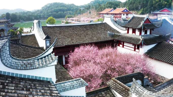 福州林阳寺梅花盛开航拍