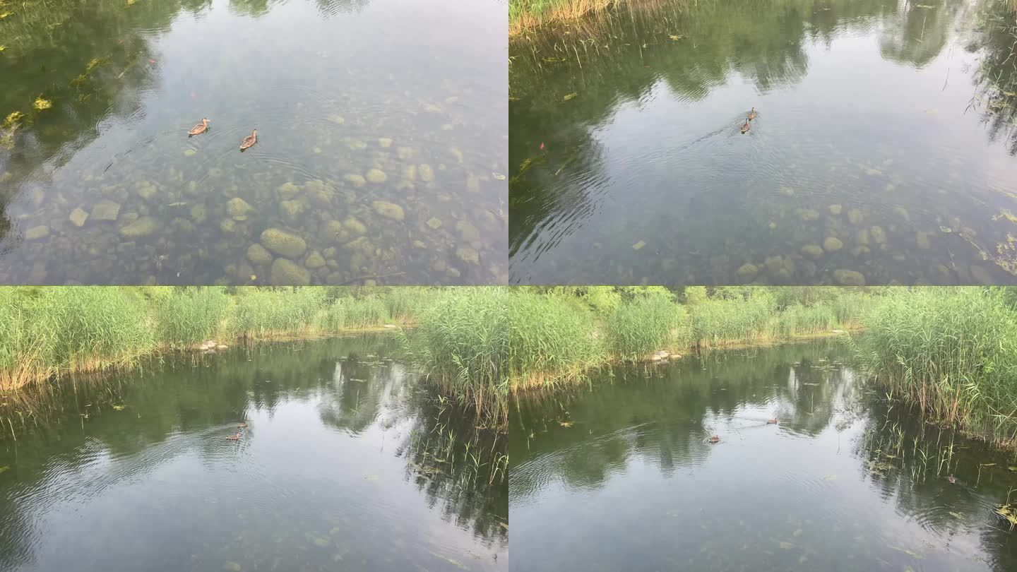 在河里游泳的鸭子