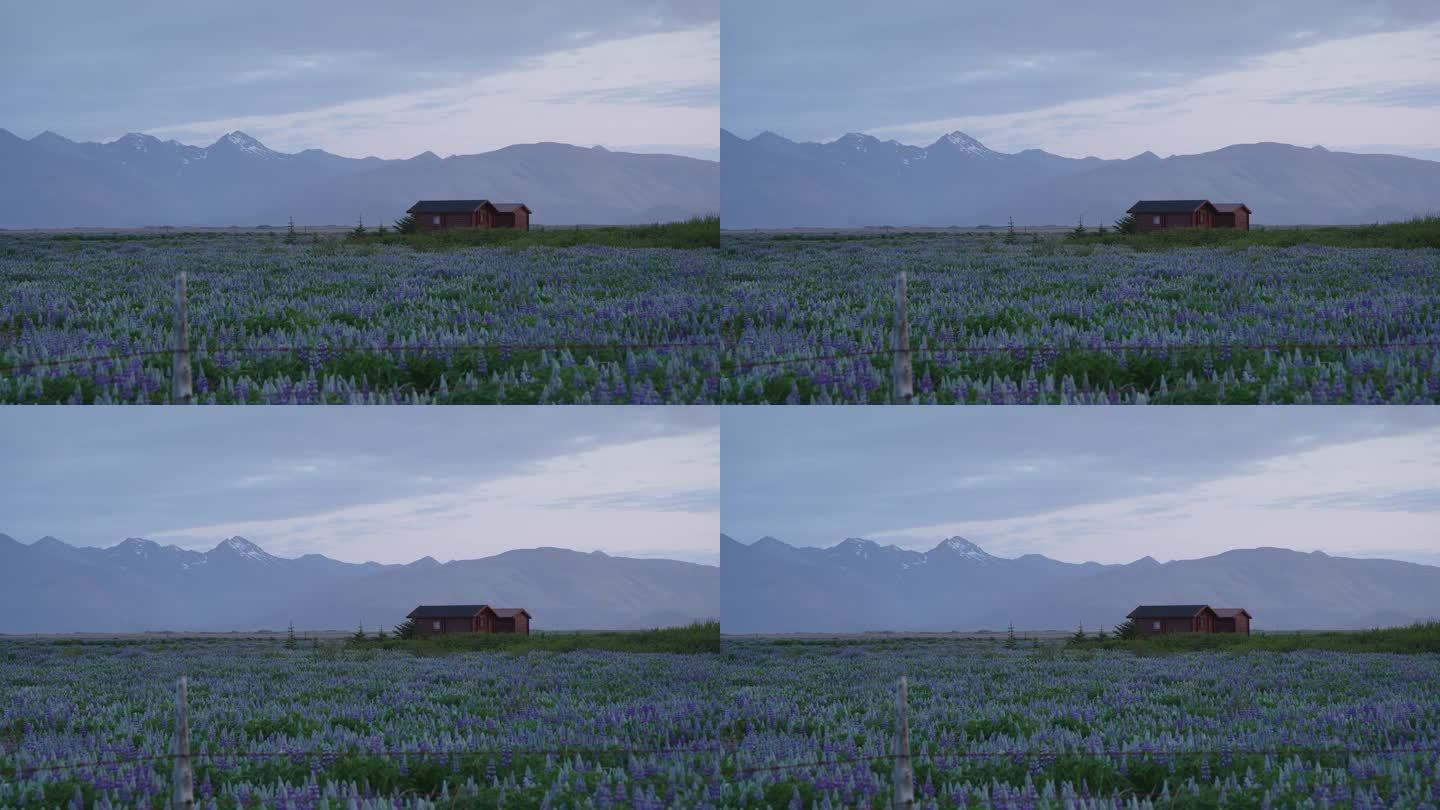 冰岛的一座孤零零的小屋，周围环绕着紫色的花朵，地平线上矗立着壮观的山脉