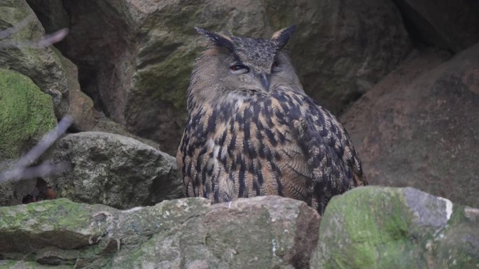 欧亚鹰鸮(Bubo Bubo)。