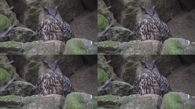 欧亚鹰鸮(Bubo Bubo)。