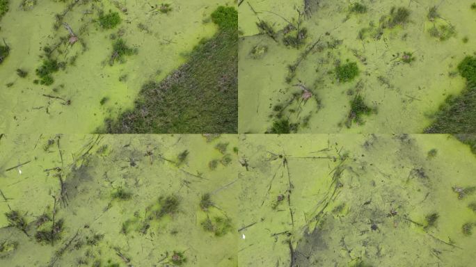 被污染的水在覆盖着藻类的沼泽，无人机视图