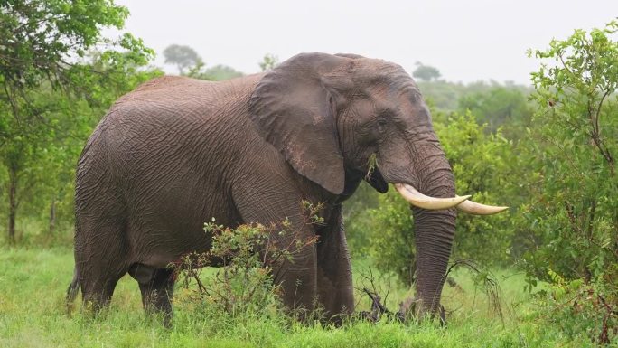 巨大的非洲象在夏雨中吃草