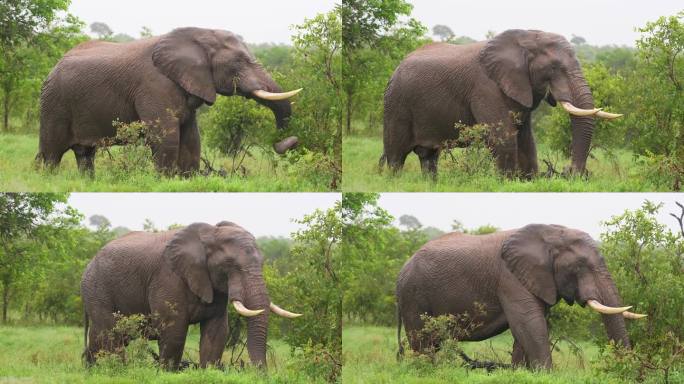 巨大的非洲象在夏雨中吃草