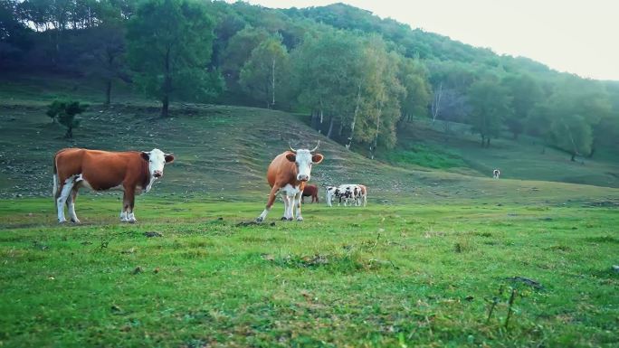 牛 牛肉 散养牛 养殖 牛吃草 天然草场