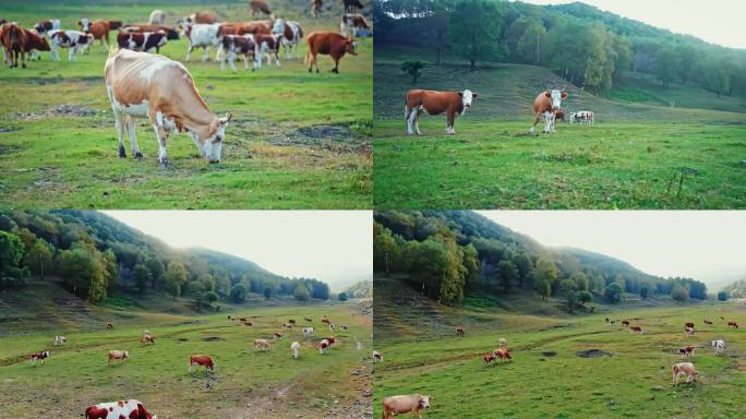 牛 牛肉 散养牛 养殖 牛吃草 天然草场