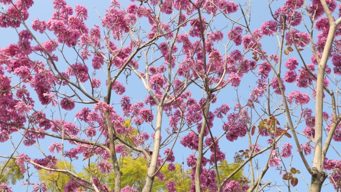 紫花风铃木