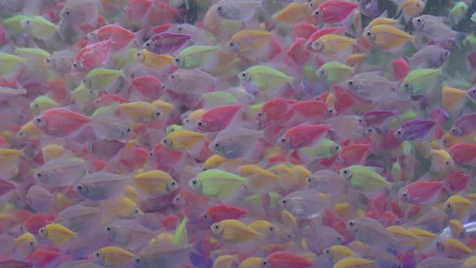 鱼 鱼群 鱼缸 观赏鱼 彩色鱼鸟市场
