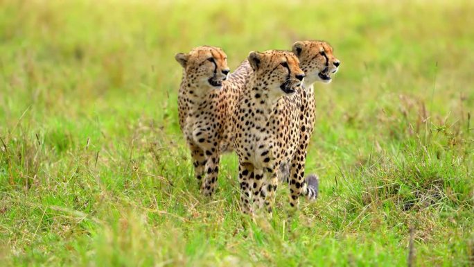三只野生非洲猎豹兄弟在森林里散步。非洲猎豹兄弟在森林中行走的史诗般的镜头