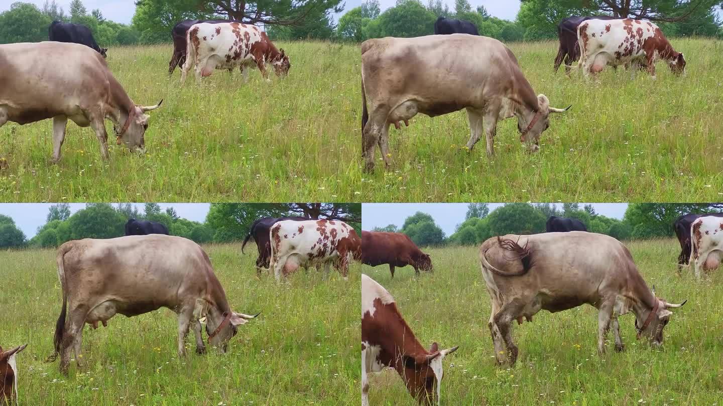 农场的奶牛享受着新鲜的空气和乡村景观的开阔空间，使它们更健康、更快乐。