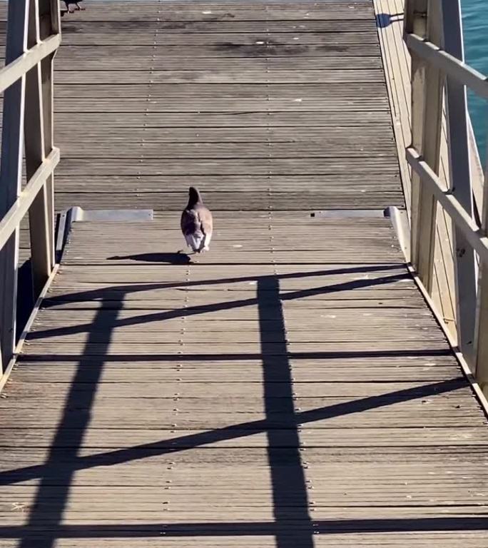 鸽子在浮船码头漫步