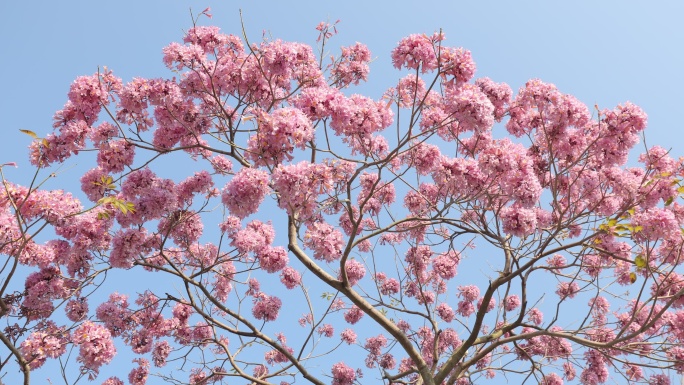 紫花风铃木