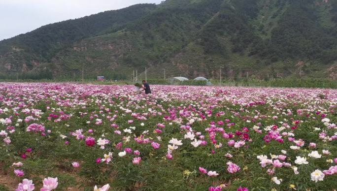 航拍 芍药园 牡丹园 花园 农业