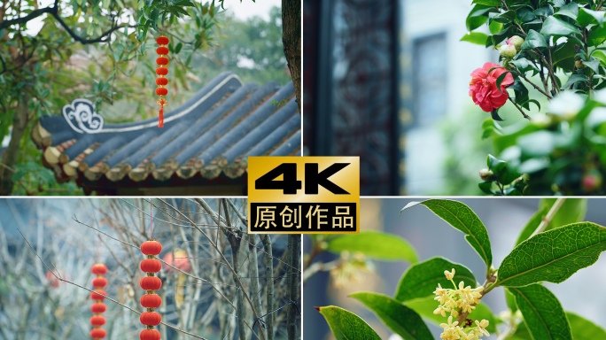 4k春节立春过年红灯笼高挂中国风古桂花树