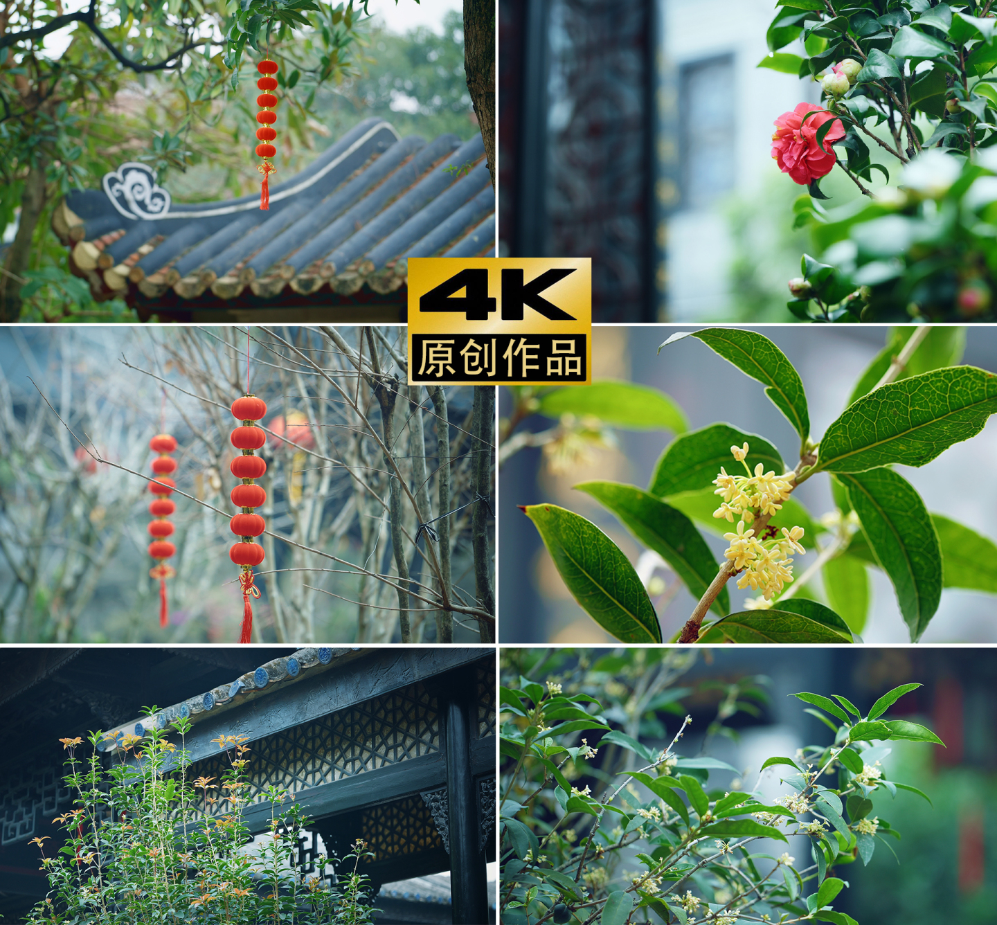 4k春节立春过年红灯笼高挂中国风古桂花树