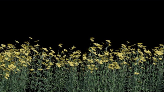 8k宽屏 透明通道 向日葵 黄花