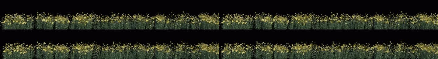 8k宽屏 透明通道 向日葵 黄花