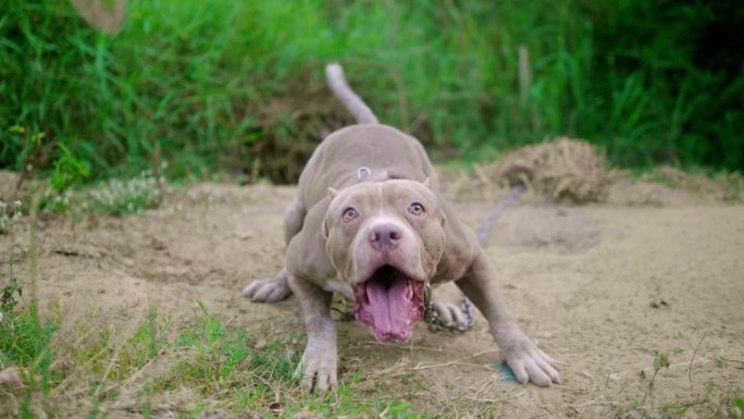 一只拴着链子的美国斗牛犬一直在生气地吠叫。护卫犬，攻击性犬，动物保护犬，美国斗牛犬，美国恶霸犬