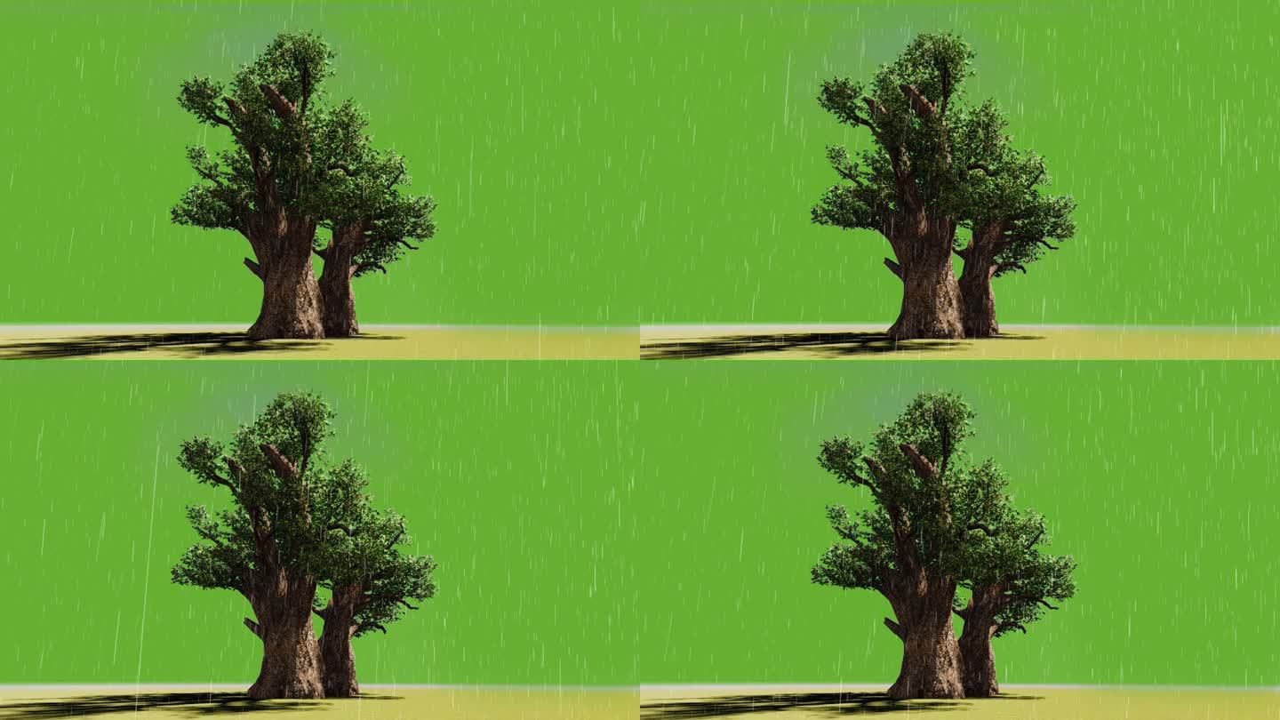 舞台剧榕树绿布下雨夏天背景视频