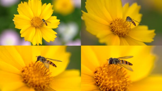 蜜蜂在花朵里采蜜特写