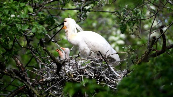 4K 30fps:欧亚琵鹭(Platalea leucorodia)和三只小琵鹭在巢里。父母给它们喂