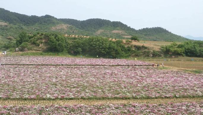 航拍 芍药园 牡丹园 花园 农业