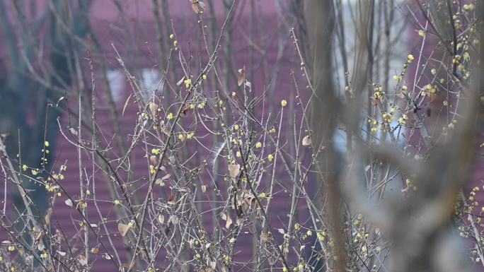 火车驶过丛林火车飞快驶过腊梅枝前景