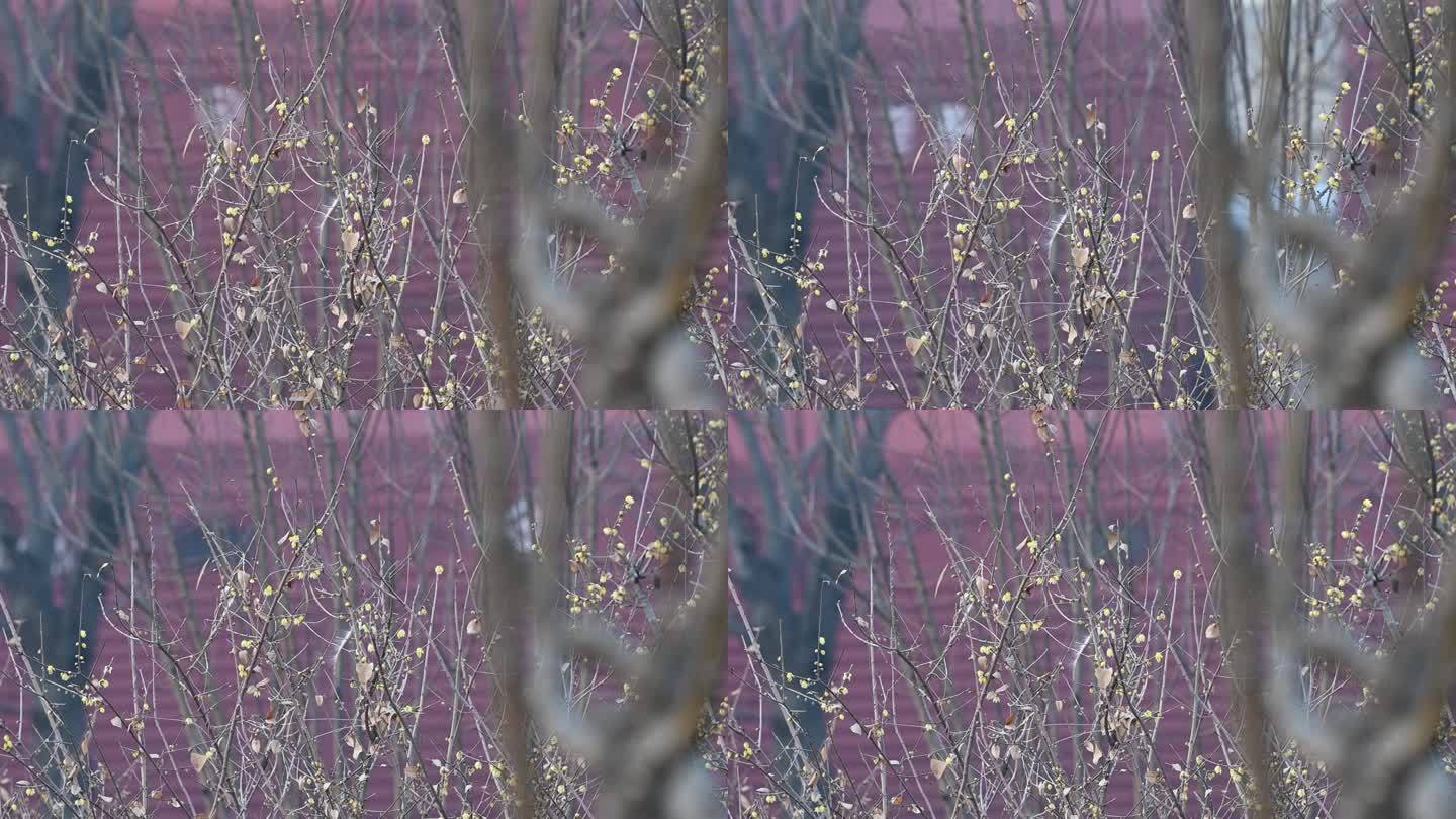 火车驶过丛林火车飞快驶过腊梅枝前景