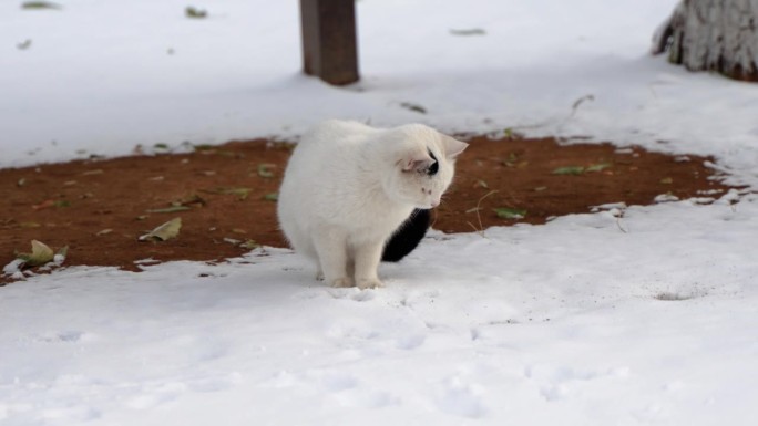 流浪的白猫在冬天看着外面的水滴
