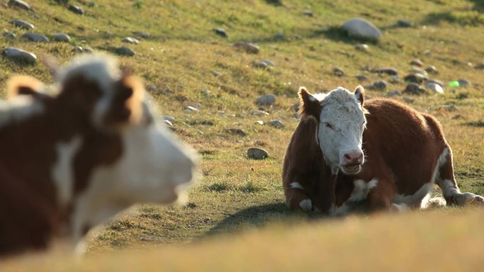 两只红牛躺在地上啃草