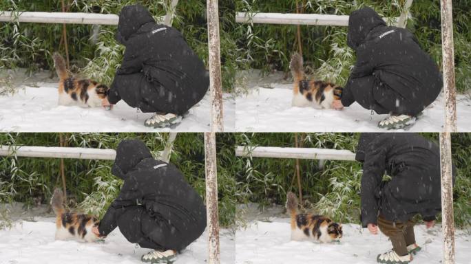 在冬天下雪天喂流浪猫印花猫营救流浪猫