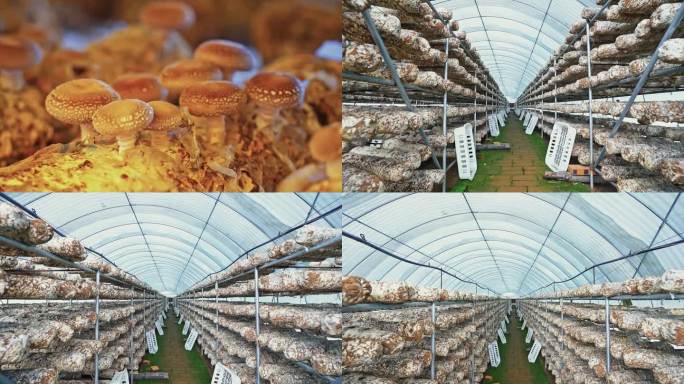 香菇种植生产 农村经济 香菇种植 收获