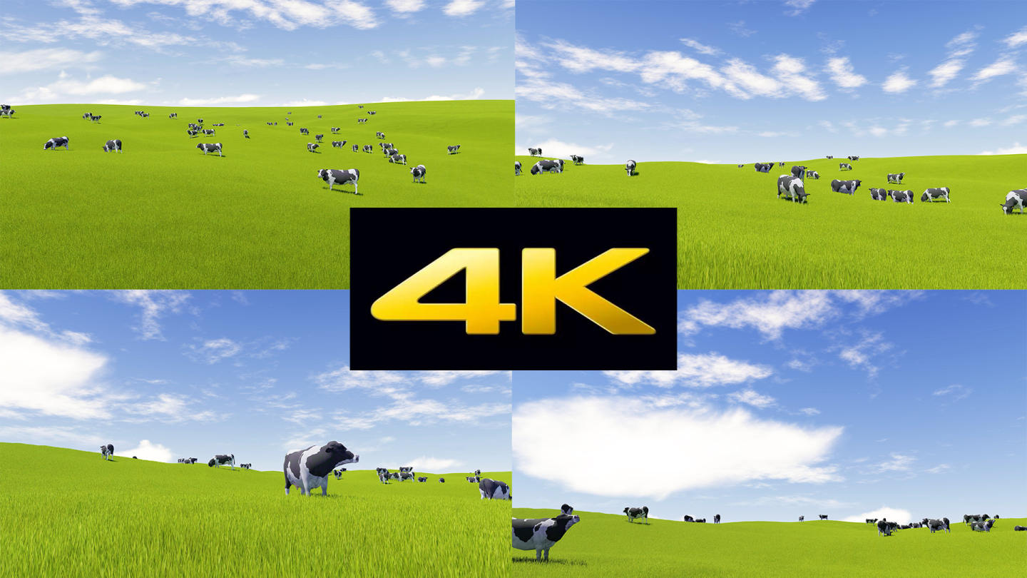 4K广袤绿色大草原牧场奶牛