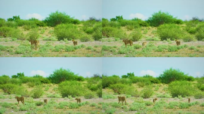 猎豹(Acinonyx jubatus)是一种大型猫科动物，皮毛呈茶色至乳白色或淡黄色，上面有均匀间