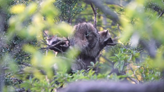 一只浣熊在树上休息