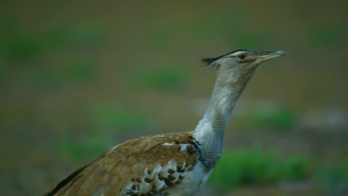 三月里，南非克鲁格国家公园里，一种鸟穿过稀树大草原上高高的绿草