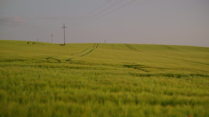 SLO MO起重机拍摄的电线杆在郁郁葱葱的麦田对晴朗的天空