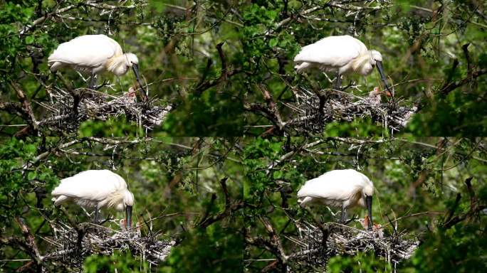 4K 30fps:欧亚琵鹭(Platalea leucorodia)和三只小琵鹭在巢里。父母给它们喂