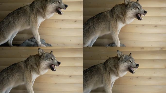 侵略性的狼标本。塞狼。制作逼真的填充动物的艺术。