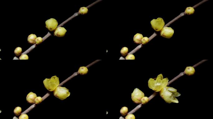 4k延时镜头盛开的黄色金钟花从芽到完全开花孤立在黑色背景，美丽的腊梅花延时视频近距离拍摄。