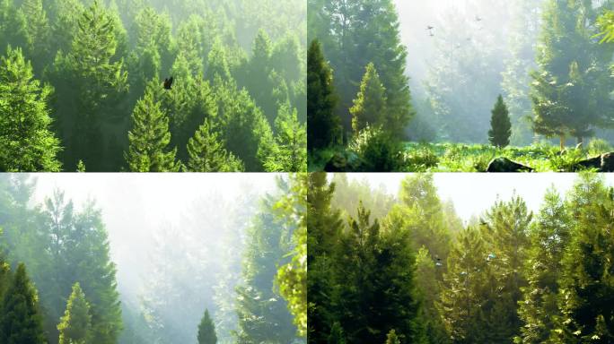 自然生态绿色森林氧吧