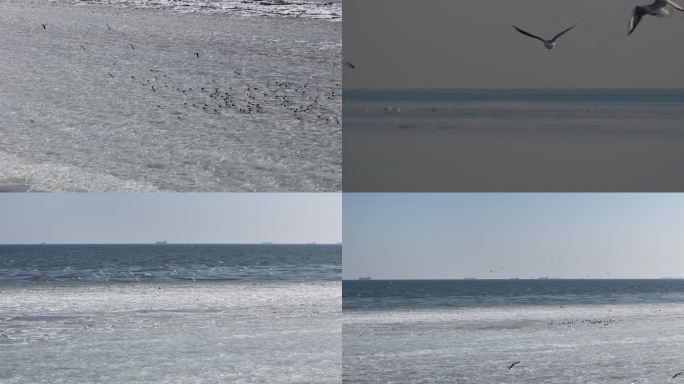 慢动作海面海鸥以及航拍视频素材