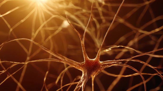 神经元神经系统神经网络