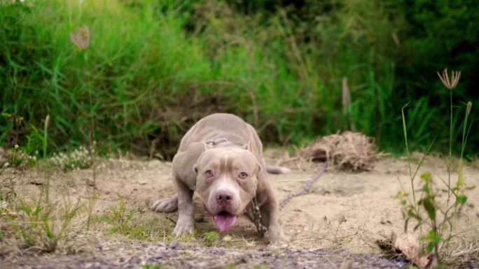 一只拴着链子的美国斗牛犬一直在生气地吠叫。护卫犬，攻击性犬，动物保护犬，美国斗牛犬，美国恶霸犬